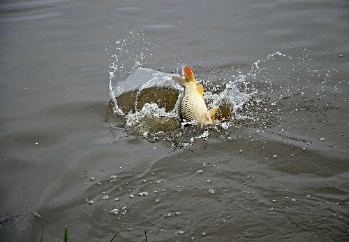 carp splashing
