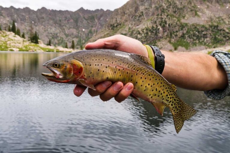 do-stocked-trout-reproduce-mighty-angler-for-life