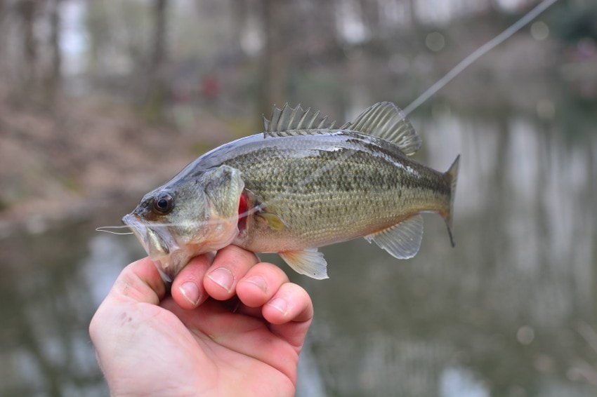 hand holding a fish