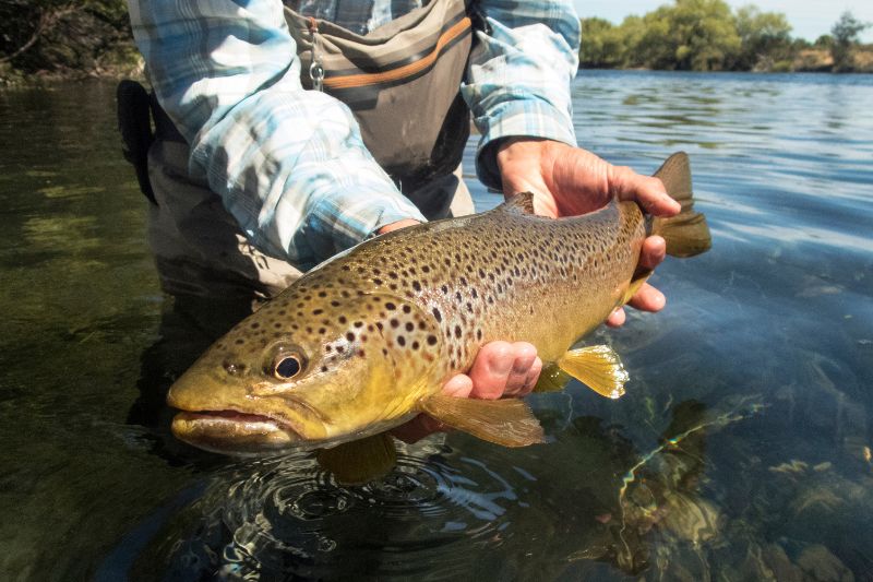 holding a live trout fish