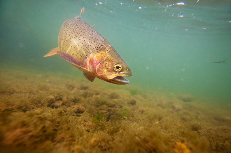 swimming trout