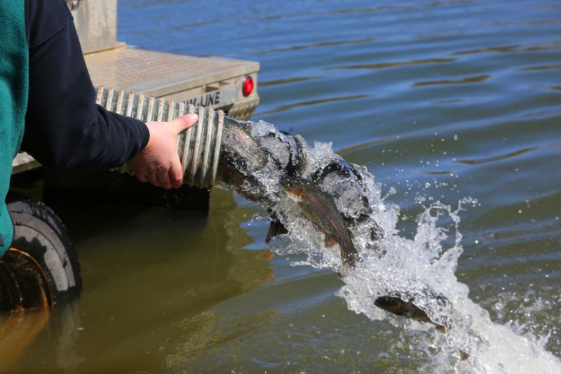 fishes on hatchery