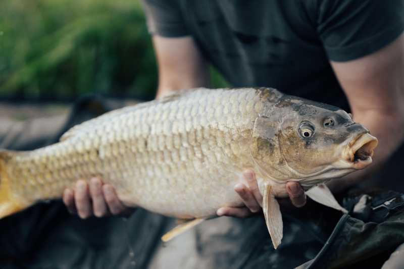 a man holding a huge carp